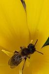 Andrena bicolor