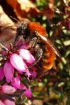 Andrena fulva