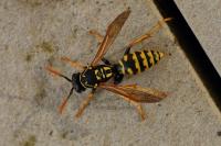 Polistes dominula
