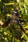 Xylocopa violacea