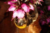 Bombus gr. terrestris