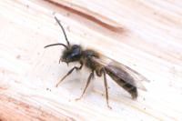 Andrena trimmerana