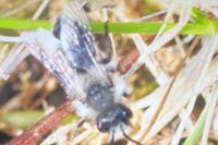 Andrena cineraria