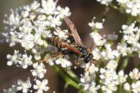 Polistes dominula