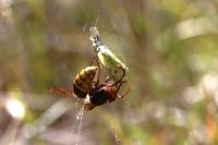 Vespa crabro