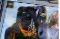 Osmia cornuta