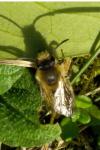 Colletes cunicularius