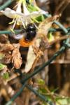 Osmia cornuta