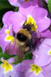 Bombus hortorum