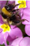 Bombus hortorum