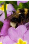 Bombus hortorum