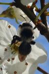 Andrena cineraria