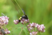 Scolia hirta
