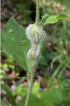 Aulacidea hieracii