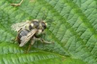 Anthophora furcata