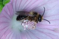 Melitta haemorrhoidalis