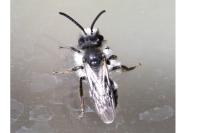 Andrena cineraria