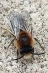 Colletes cunicularius