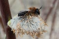 Colletes cunicularius