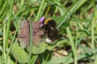 Bombus