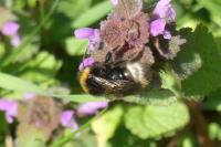 Bombus