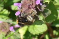 Bombus