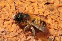 Osmia bicornis