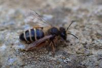 Andrena flavipes