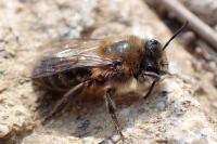 Colletes cunicularius