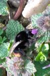Bombus lapidarius