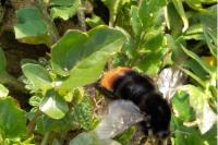 Bombus lapidarius