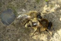 Colletes cunicularius