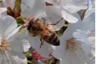 Apis mellifera