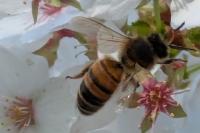 Apis mellifera