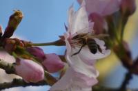 Apis mellifera