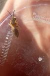 Andrena