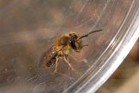 Andrena