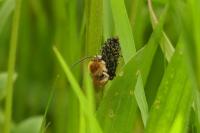Eucera