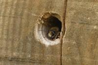 Osmia