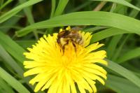 Bombus humilis