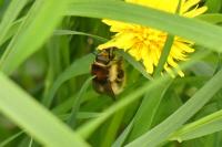 Bombus humilis