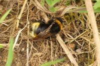 Bombus vestalis