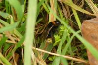Bombus vestalis
