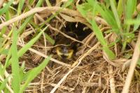 Bombus vestalis
