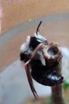 Andrena cineraria