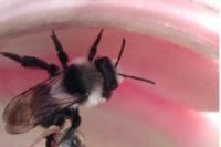 Andrena cineraria