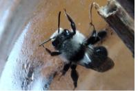 Andrena cineraria