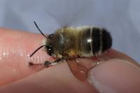 Anthophora plumipes