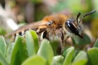 Andrena dorsata