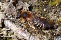 Andrena dorsata